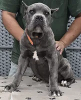AKC & ICCF - Morganza x Lawman - Orange Collar Boy, a male Cane Corso for sale in Gorman, TX – 2 of 4