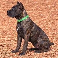 AKC & ICCF - Keke x Fumo - Green Collar Girl, a female Cane Corso for sale in Gorman, TX – 3 of 7