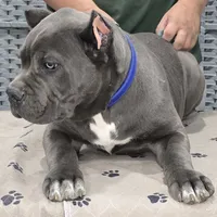 AKC & ICCF - Morganza x Lawman - Blue Collar Boy, a male Cane Corso for sale in Gorman, TX – 4 of 6