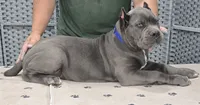 AKC & ICCF - Morganza x Lawman - Blue Collar Boy, a male Cane Corso for sale in Gorman, TX – 6 of 6