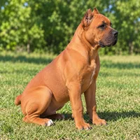 AKC & ICCF - Brea x Chief - Light Blue Collar Girl, a female Cane Corso for sale in Gorman, TX – 2 of 7