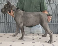 AKC & ICCF - Vera x Lawman - Black Collar Boy, a male Cane Corso for sale in Gorman, TX – 2 of 3
