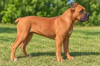AKC & ICCF - Brea x Chief - Light Blue Collar Girl, a female Cane Corso for sale in Gorman, TX – 6 of 7
