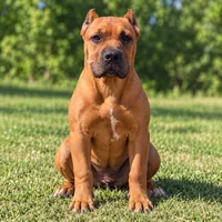 AKC & ICCF - Brea x Chief - Light Blue Collar Girl, a female Cane Corso for sale in Gorman, TX – 3 of 7