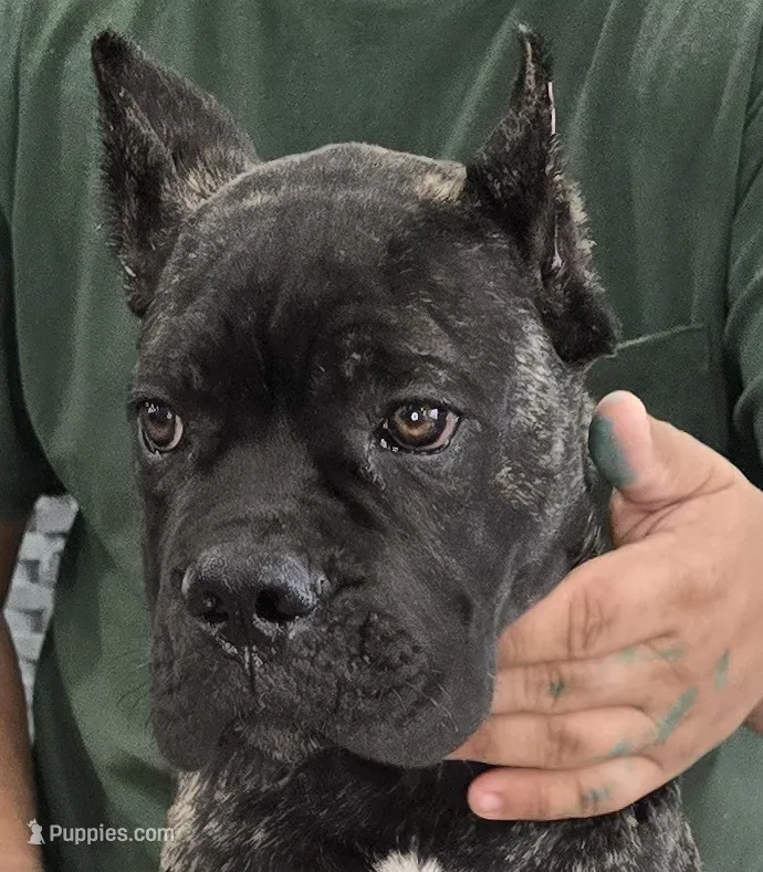 AKC & ICCF - Vera x Lawman - Red Collar Boy – Cane Corso puppy for sale in Gorman, TX