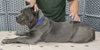 AKC & ICCF - Morganza x Lawman - Blue Collar Boy, a male Cane Corso for sale in Gorman, TX – 5 of 6