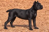 AKC - Sarge x Amira - Yellow Collar Female, a female Cane Corso for sale in Gorman, TX – 4 of 6