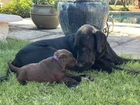 Kiss, a female Labrador Retriever for sale in Queen Creek, AZ – 2 of 7