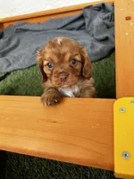 Blaze, a male Cavalier King Charles Spaniel for sale in Queen Creek, AZ – 2 of 7