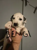 Bengi , a male Dalmatian for sale in Glendale, AZ – 3 of 5