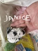 Janice, a male Dalmatian for sale in Glendale, AZ – Photo 1 of 2
