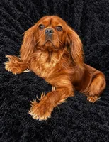 Blaze, a male Cavalier King Charles Spaniel for sale in Queen Creek, AZ – 5 of 7