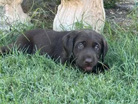 Tutsi, a female Labrador Retriever for sale in Queen Creek, AZ – 3 of 7