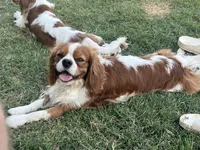 Darwin, a male Cavalier King Charles Spaniel for sale in Queen Creek, AZ – 5 of 5
