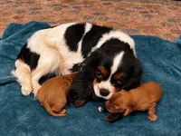 Rocket, a male Cavalier King Charles Spaniel for sale in Queen Creek, AZ – 6 of 6