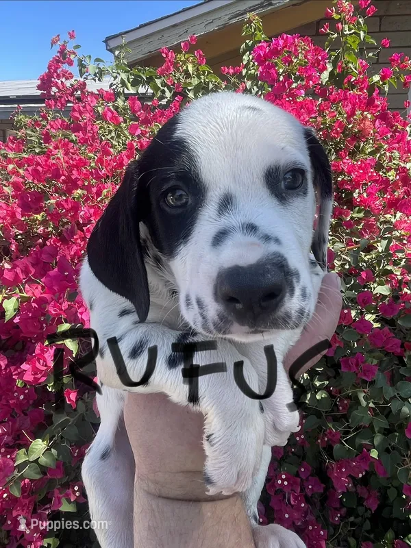 Rufus – Dalmatian puppy for sale in Glendale, AZ