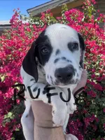Rufus, a male Dalmatian for sale in Glendale, AZ – 1 of 4