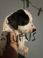 Rufus, a male Dalmatian for sale in Glendale, AZ – 3 of 4