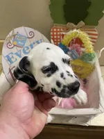 Traci, a female Dalmatian for sale in Glendale, AZ – Photo 2 of 3