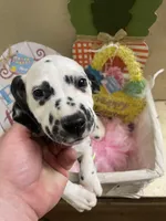 Traci, a female Dalmatian for sale in Glendale, AZ – Photo 1 of 3