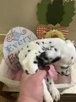 Traci, a female Dalmatian for sale in Glendale, AZ – Photo 3 of 3