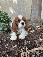 Dax, a male Cavalier King Charles Spaniel for sale in Queen Creek, AZ – 4 of 4