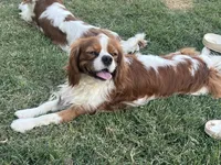 Darwin, a male Cavalier King Charles Spaniel for sale in Queen Creek, AZ – 2 of 5