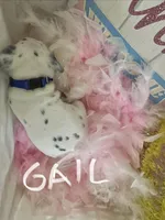 Gail, a female Dalmatian for sale in Glendale, AZ – Photo 2 of 2