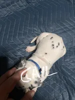 Gail, a female Dalmatian for sale in Glendale, AZ – Photo 4 of 4