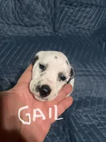 Gail, a female Dalmatian for sale in Glendale, AZ – Photo 3 of 4