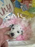 Gail, a female Dalmatian for sale in Glendale, AZ – Photo 1 of 2