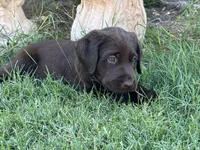 Tutsi, a female Labrador Retriever for sale in Queen Creek, AZ – 4 of 7