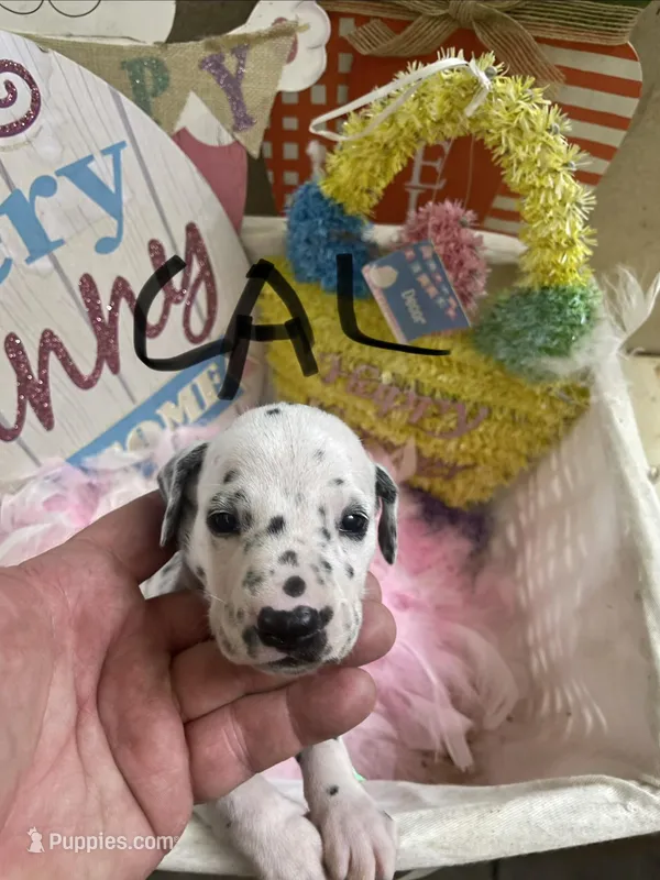 Cal – Dalmatian puppy for sale in Glendale, AZ