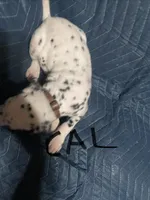 Cal, a male Dalmatian for sale in Glendale, AZ – Photo 4 of 4