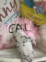 Cal, a male Dalmatian for sale in Glendale, AZ – Photo 2 of 2