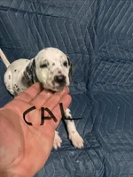 Cal, a male Dalmatian for sale in Glendale, AZ – Photo 3 of 4