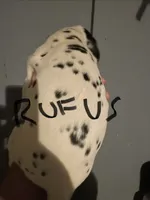 Rufus, a male Dalmatian for sale in Glendale, AZ – 4 of 4