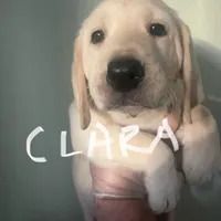 Clara, a female Labrador Retriever for sale in Glendale, AZ – 1 of 1
