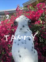 Tammy, a female Dalmatian for sale in Glendale, AZ – 2 of 4