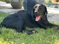 Tutsi, a female Labrador Retriever for sale in Queen Creek, AZ – 7 of 7
