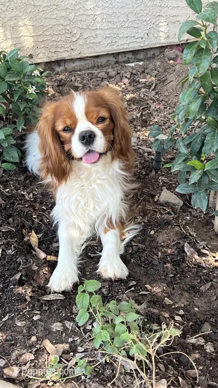 Darwin – Cavalier King Charles Spaniel puppy for sale in Queen Creek, AZ