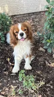Darwin, a male Cavalier King Charles Spaniel for sale in Queen Creek, AZ – 1 of 5