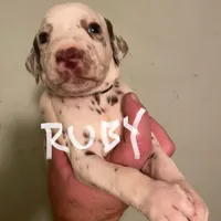 Ruby, a female Dalmatian for sale in Glendale, AZ – Photo 5 of 6