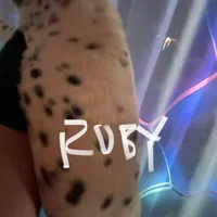 Ruby, a female Dalmatian for sale in Glendale, AZ – Photo 2 of 6