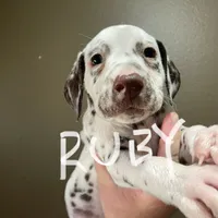 Ruby, a female Dalmatian for sale in Glendale, AZ – Photo 3 of 6