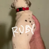 Ruby, a female Dalmatian for sale in Glendale, AZ – Photo 6 of 6