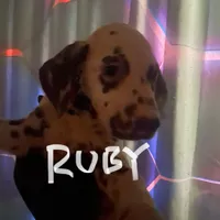 Ruby, a female Dalmatian for sale in Glendale, AZ – Photo 1 of 6