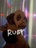 processed/57b2e13b-865c-42c3-89f0-cf81749bf16c/listing/513f0fa0-e97b-4e4c-8e8b-b95456e50086/ec2e08d7-e329-49ac-bf68-40c9a08f1999