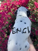 Bengi , a male Dalmatian for sale in Glendale, AZ – 2 of 5