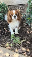 Darwin, a male Cavalier King Charles Spaniel for sale in Queen Creek, AZ – 3 of 5